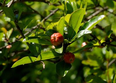 Punica granatum